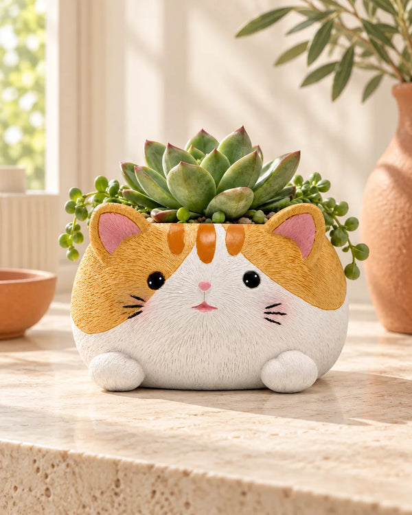 Kitty succulent plant balcony decoration flower pot